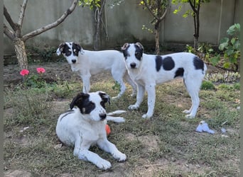 Jessy sucht eine liebevolle Familie