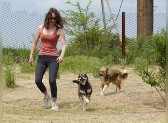 Aktive Anouk sucht ein liebevolles Zuhause