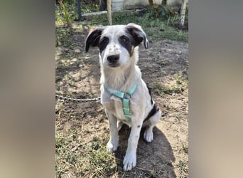 Jessy sucht eine liebevolle Familie