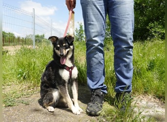 Lakota wünsche sich ein Zuhause