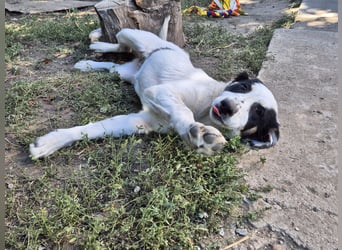 Jessy sucht eine liebevolle Familie