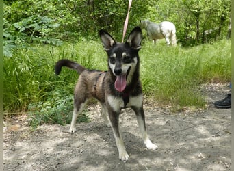 Aktive Anouk sucht ein liebevolles Zuhause