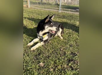 Hübsche Alexa sucht eine liebevolle Familie