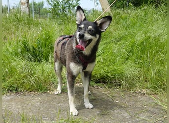 Aktive Anouk sucht ein liebevolles Zuhause