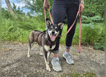 Aktive Anouk sucht ein liebevolles Zuhause