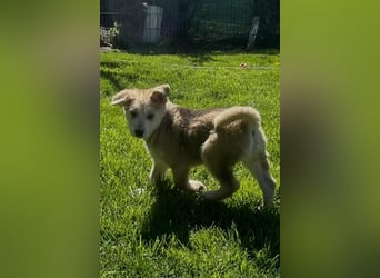 Süßer Teddy Nanook sucht liebevolles Zuhause
