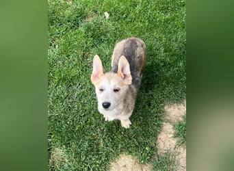 Süßer Teddy Nanook sucht liebevolles Zuhause