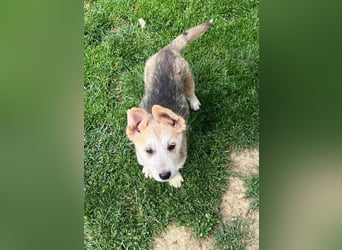 Süßer Teddy Nanook sucht liebevolles Zuhause