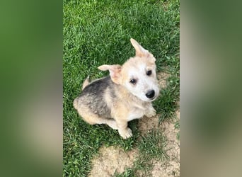 Süßer Teddy Nanook sucht liebevolles Zuhause