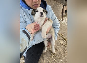 Sandi-hat ein blaues Auge