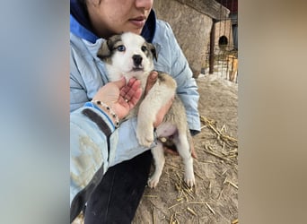 Sandi-hat ein blaues Auge