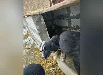 Sandi-hat ein blaues Auge