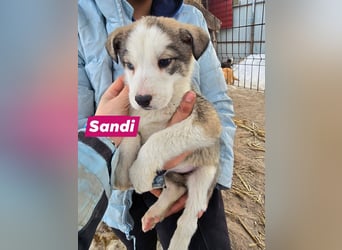 Sandi-hat ein blaues Auge