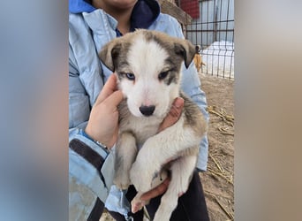 Sandi-hat ein blaues Auge