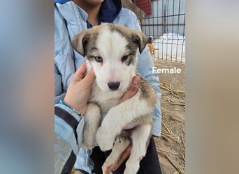 Sandi-hat ein blaues Auge