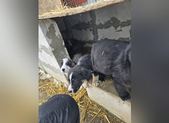 Sandi-hat ein blaues Auge