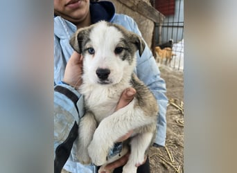 Sandi-hat ein blaues Auge