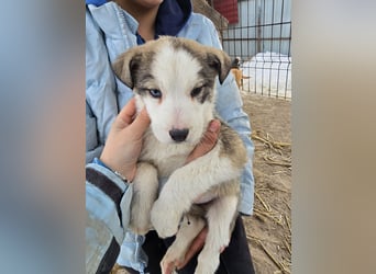 Sandi-hat ein blaues Auge