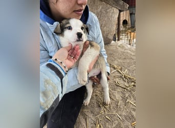 Sandi-hat ein blaues Auge