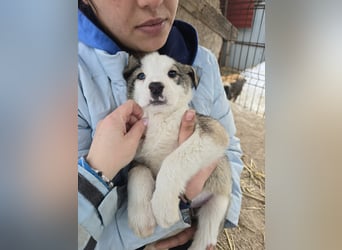 Sandi-hat ein blaues Auge