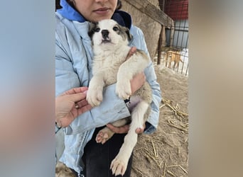 Sandi-hat ein blaues Auge