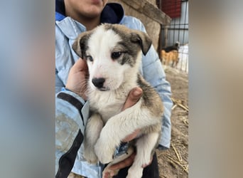 Sandi-hat ein blaues Auge