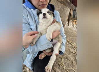 Sandi-hat ein blaues Auge