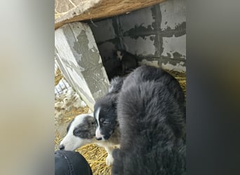 Sandi-hat ein blaues Auge