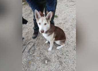 Percy VA– Husky-Mix auf der Suche nach seinen Menschen