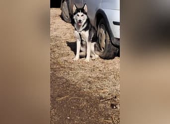 LUNA (VA) – junges Huskymädchen sucht ihre aktiven Zweibeiner