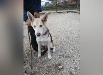 Percy VA– Husky-Mix auf der Suche nach seinen Menschen