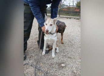 Percy VA– Husky-Mix auf der Suche nach seinen Menschen
