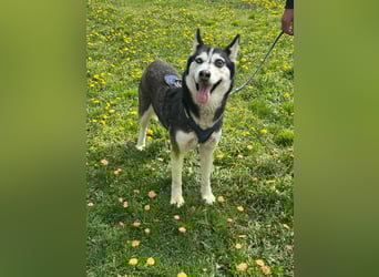 Lejla, geboren 01.09.2020, 51cm sucht ihr Glück