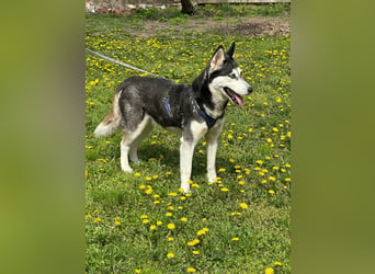 Lejla, geb. 01.09.2020, 50 cm, wartet auf ihr Glück