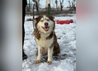 Soalris, geboren 01.06.2020, 49cm sucht Husky Freunde