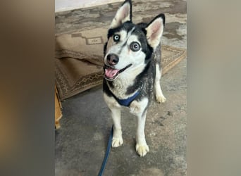 Lejla, geboren 01.09.2020, 51cm sucht ihr Glück