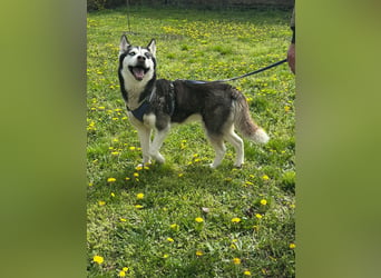Lejla, geb. 01.09.2020, 50 cm, wartet auf ihr Glück