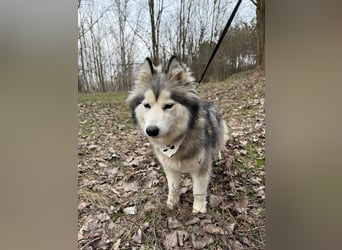Shara, geboren 01.12.2024, 45cm sucht ihre Menschen