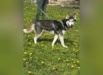 Lejla, geboren 01.09.2020, 51cm sucht ihr Glück