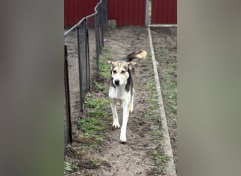 Herkules, geboren 22.07.2021, 52cm sucht erfahrene Menschen