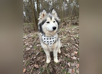 Shara, geboren 01.12.2024, 45cm sucht ihre Menschen