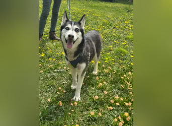 Lejla, geboren 01.09.2020, 51cm sucht ihr Glück