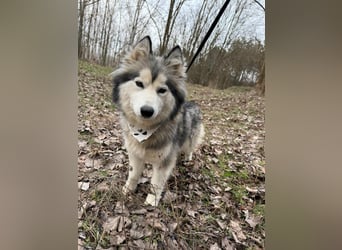 Shara, geboren 01.12.2024, 45cm sucht ihre Menschen