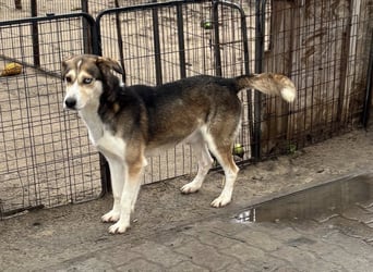 Herkules, geboren 22.07.2021, 52cm sucht erfahrene Menschen