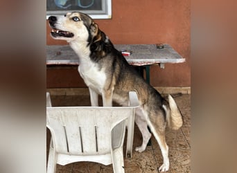 Herkules, geboren 22.07.2021, 52cm sucht erfahrene Menschen
