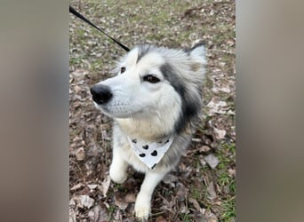 Shara, geboren 01.12.2024, 45cm sucht ihre Menschen