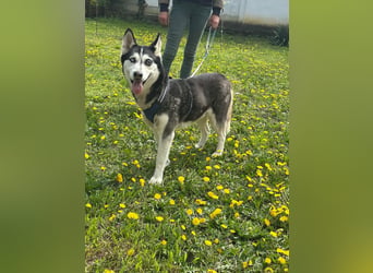 Lejla, geb. 01.09.2020, 50 cm, wartet auf ihr Glück