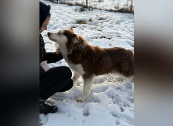 Soalris, geboren 01.06.2020, 49cm sucht Husky Freunde