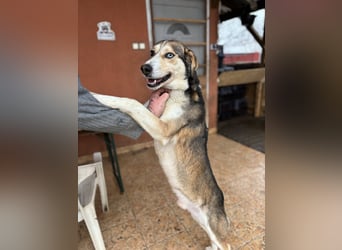 Herkules, geboren 22.07.2021, 52cm sucht erfahrene Menschen