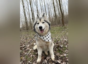 Shara, geboren 01.12.2024, 45cm sucht ihre Menschen